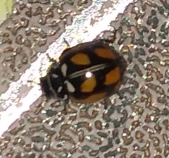 Adalia angulifera