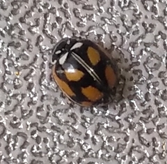 Adalia angulifera