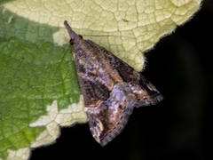 Hypena laceratalis
