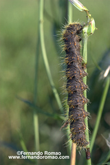 Lemonia philopalus