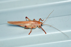 Gryllacrididae