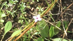 Houstonia pusilla