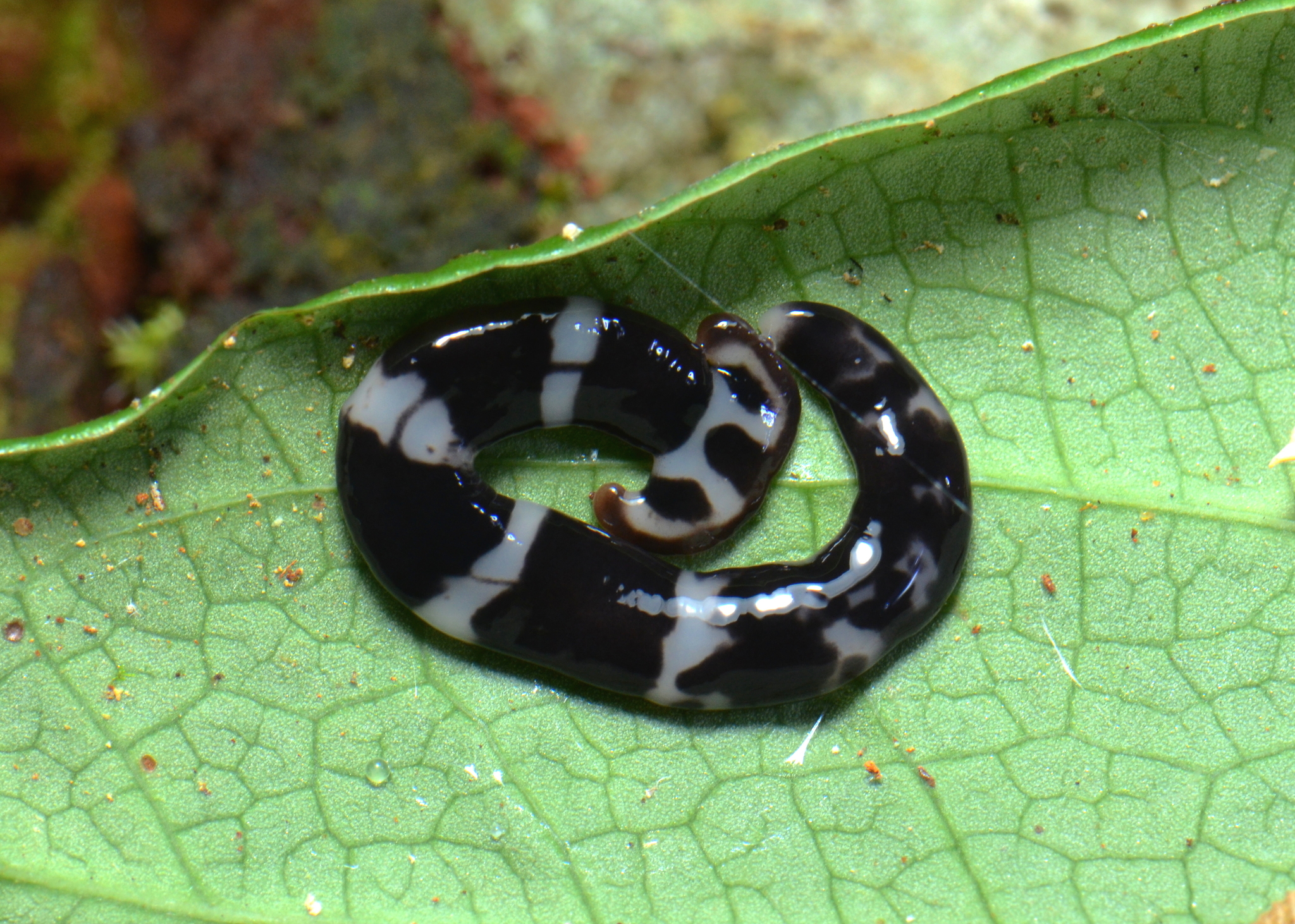 Two new species of Neotropical land flatworms (Platyhelminthes