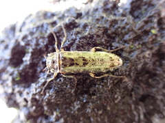 Chalcodrya variegata