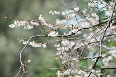 Prunus serrulata