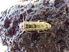 Chalcodrya variegata