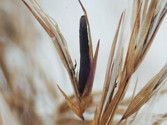 Claviceps arundinis