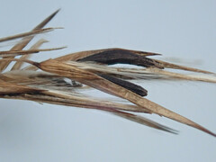 Claviceps arundinis