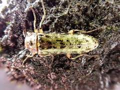 Chalcodrya variegata
