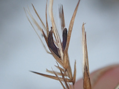 Claviceps arundinis