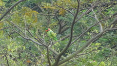 Psittacula longicauda