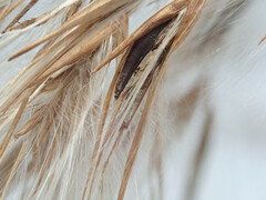 Claviceps arundinis