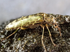 Chalcodrya variegata