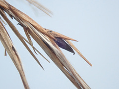 Claviceps arundinis