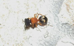 Pseudomethoca spixi