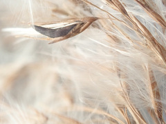 Claviceps arundinis