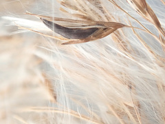 Claviceps arundinis