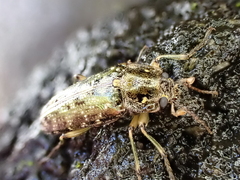 Chalcodrya variegata