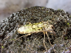 Chalcodrya variegata