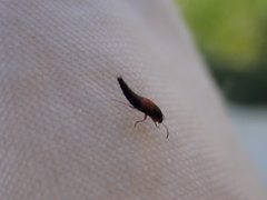 Tachyporus hypnorum