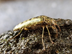 Chalcodrya variegata