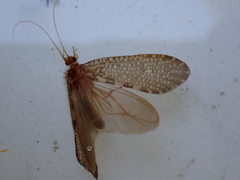 Oeconesidae