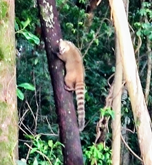 Nasua nasua