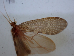 Oeconesidae