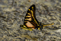 Neographium thyastes