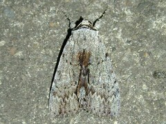 Catocala sordida