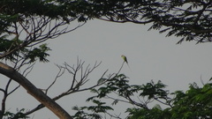 Psittacula longicauda
