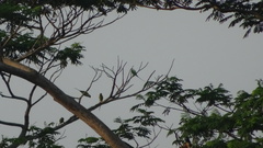 Psittacula longicauda