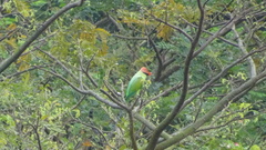 Psittacula longicauda