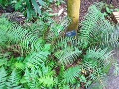 Pteris longifolia