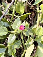 Mesembryanthemum cordifolium