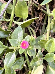 Mesembryanthemum cordifolium