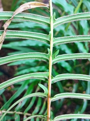 Pteris longifolia