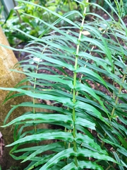 Pteris longifolia