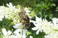 Cheilosia illustrata