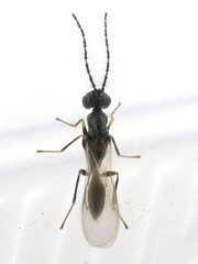 Tetramesa