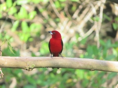 Ramphocelus bresilius