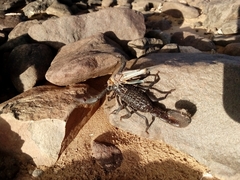 Hottentotta gentili