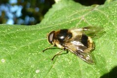 Cheilosia illustrata
