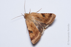 Heliothis peltigera