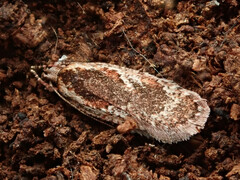 Agonopterix hypericella