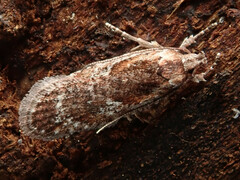 Agonopterix hypericella