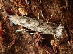 Phyllonorycter issikii