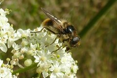 Cheilosia illustrata
