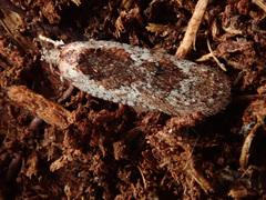 Agonopterix hypericella