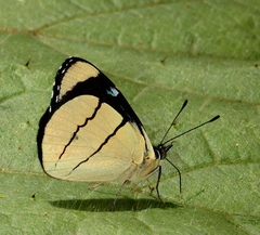 Perisama oppelii erebina